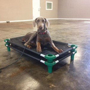 dog training Sarasota