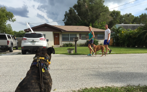 private dog training