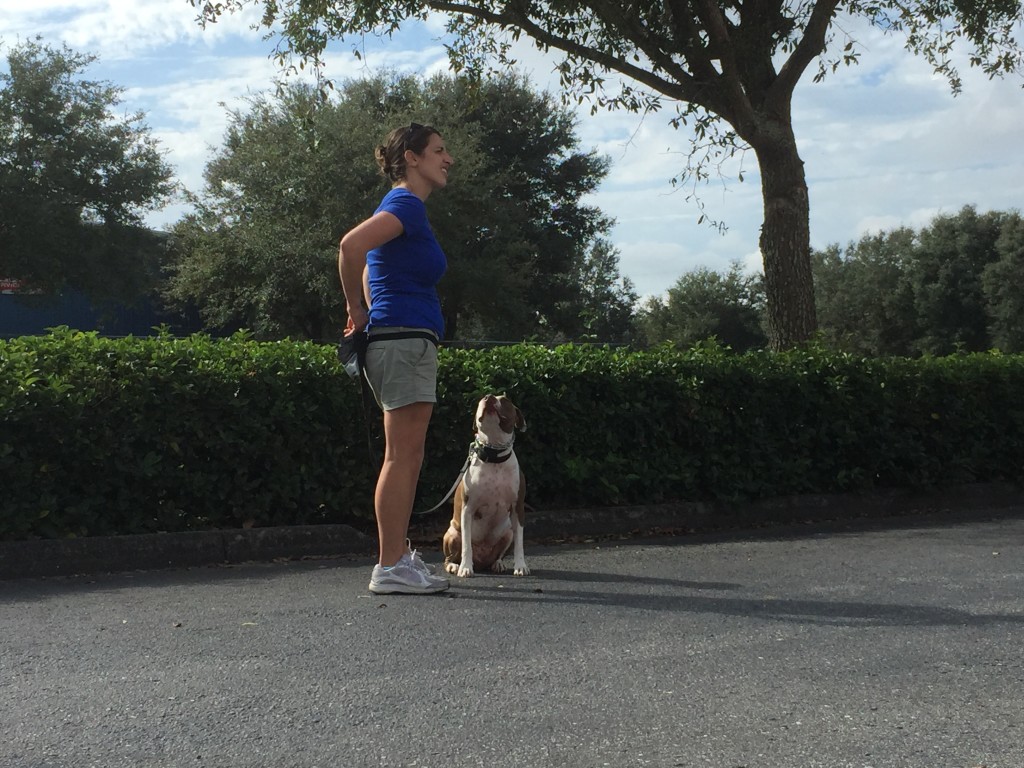 Obedience training in Bradenton, FL