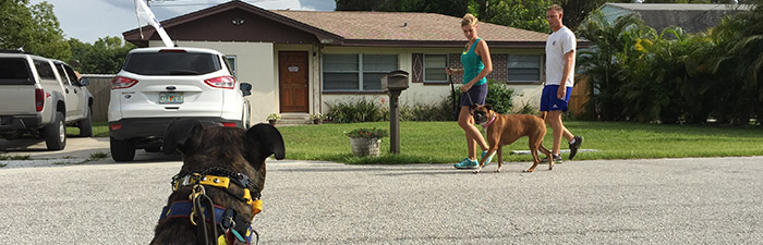 Dog Behavior Training Sarasota