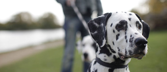 puppy training in sarasota