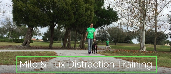 milo-tux-distraction-training-gulf-coast-K9-dog-training