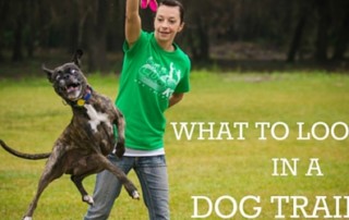 what-to-look-for-in-a-dog-trainer