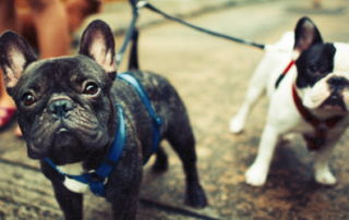 Fun things to do with your dog that are free