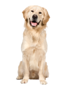dog trainers Bradenton