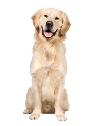 dog trainers Bradenton