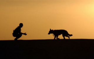 dog trainer sarasota