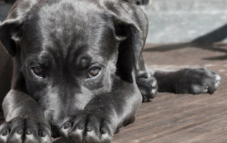 dog trainer sarasota