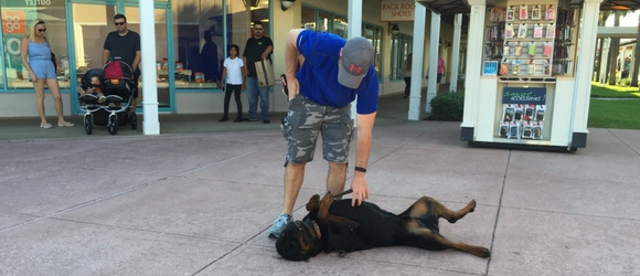 dog trainers in sarasota