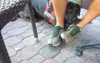 dog trainers sarasota