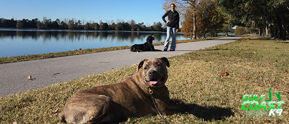 sarasota dog trainers