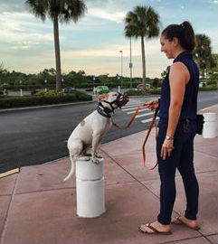 dog training Sarasota