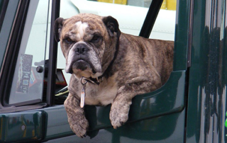 Dog Trainer Lakewood Ranch