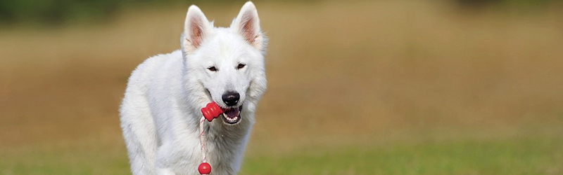 Sarasota puppy training