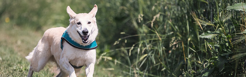 sarasota dog training