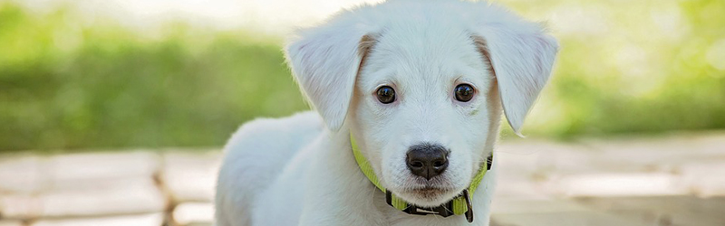 dog obedience training sarasota