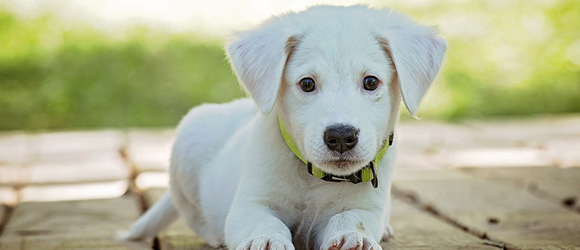 puppy obedience training bradenton