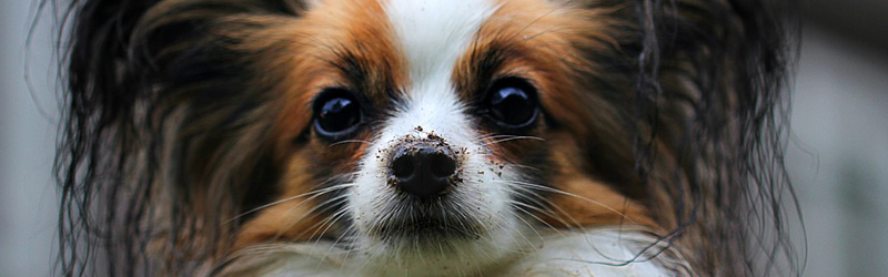 puppy classes sarasota