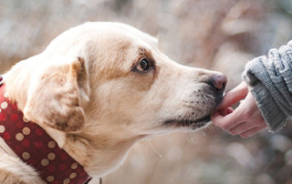 gulf coast dog training