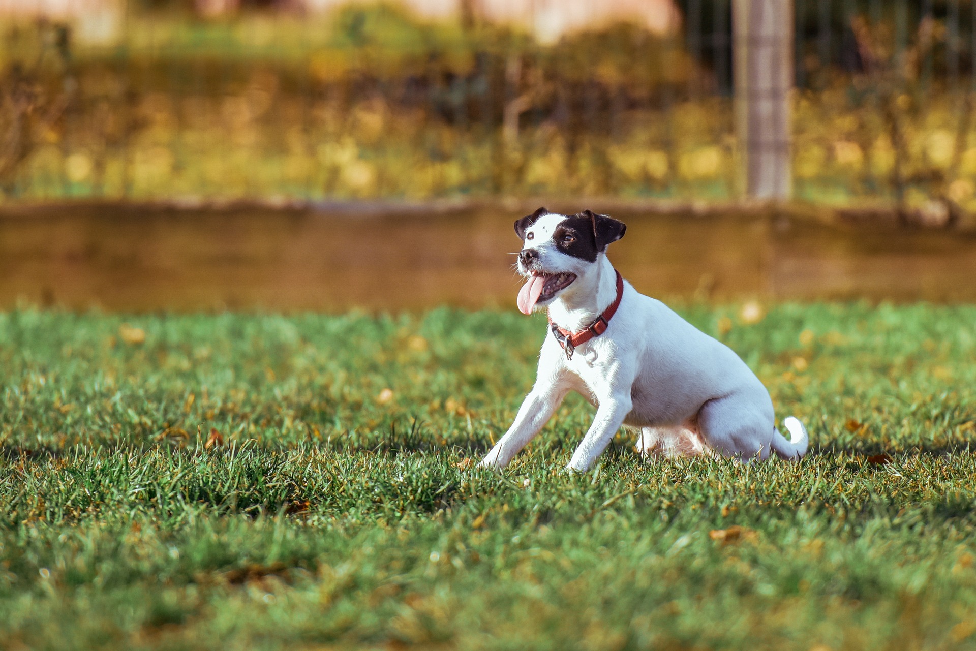 dog trainers Sarasota