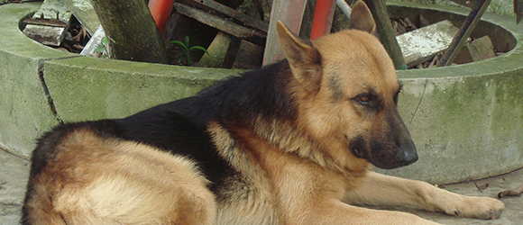 sarasota dog training professional