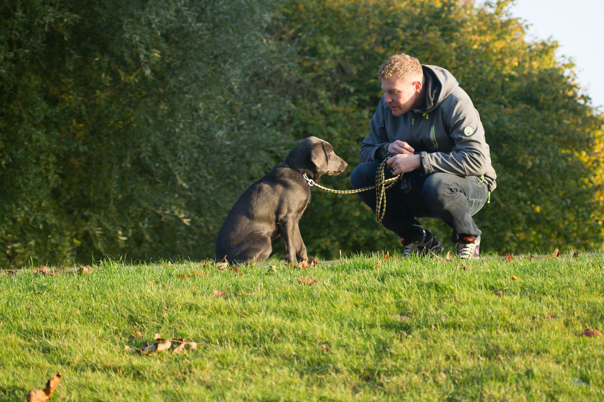 bradenton dog trainers