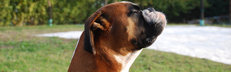 dog training classes sarasota