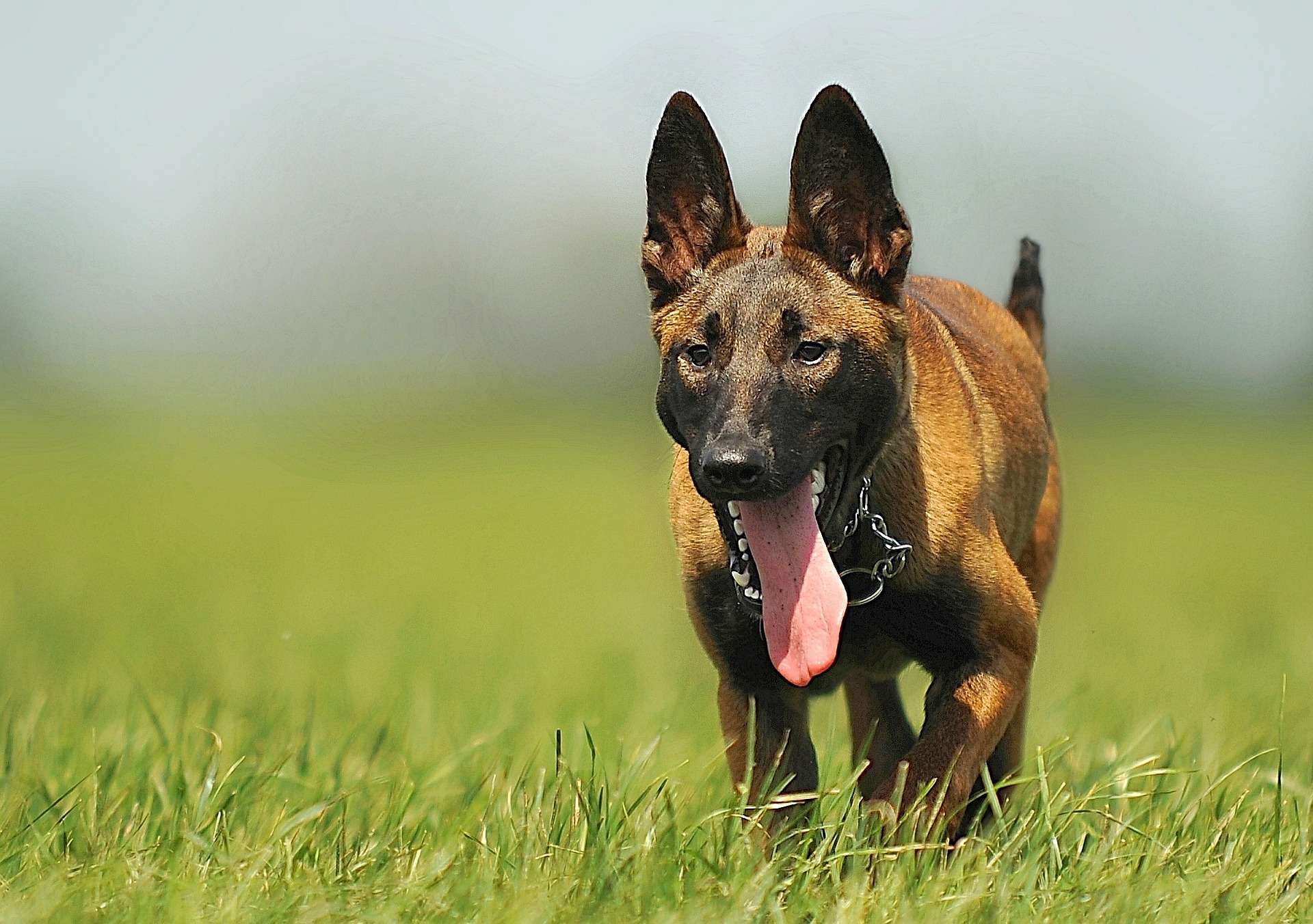 bradenton dog trainers