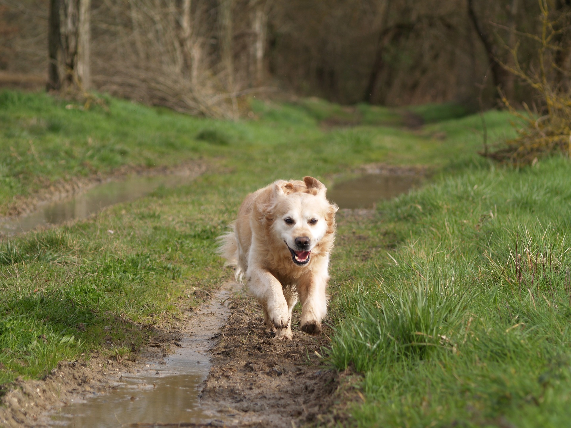 best dog trainers Sarasota FL