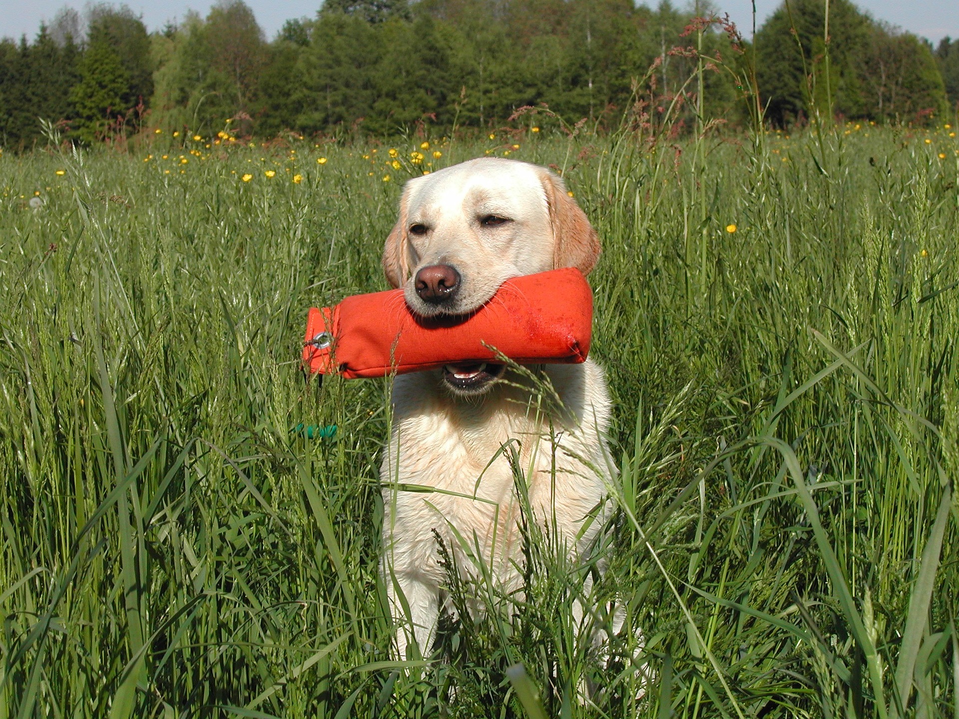 dog trainers sarasota