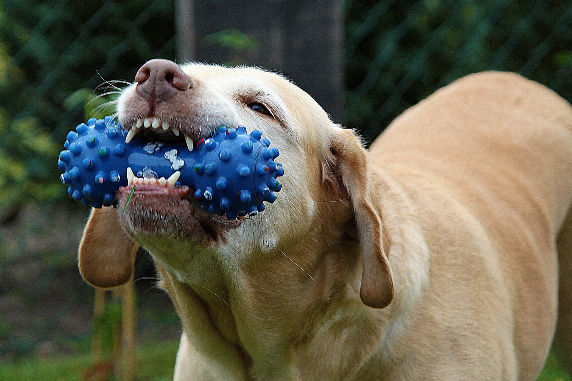 what does chewing do for dogs