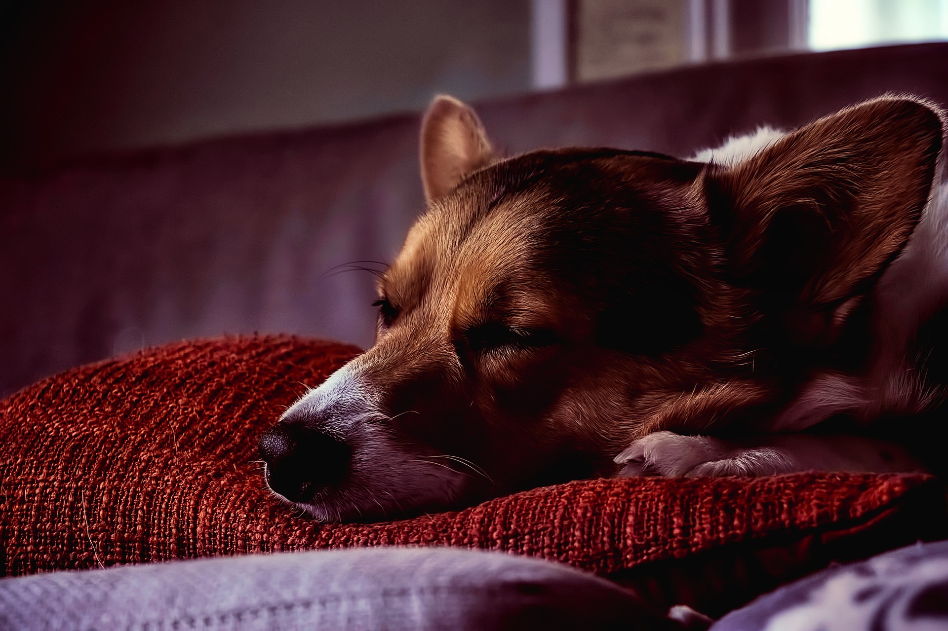how to keep your dog from barking at night