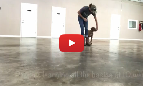puppy trainers south florida