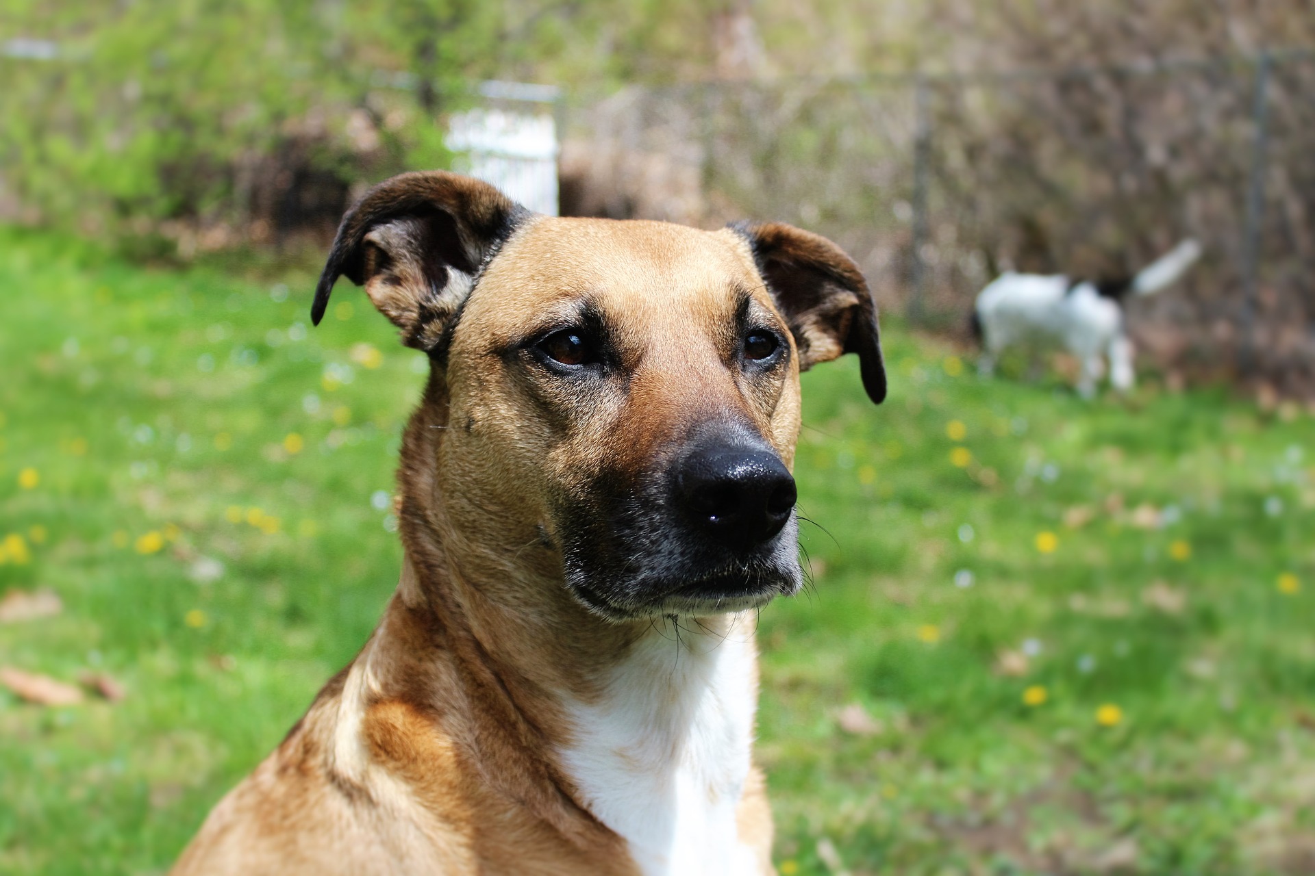 sarasota dog trainers