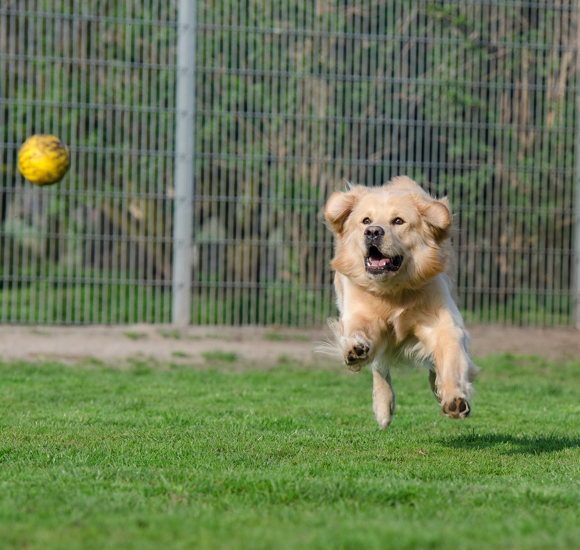 dog daycare Lakewood Ranch