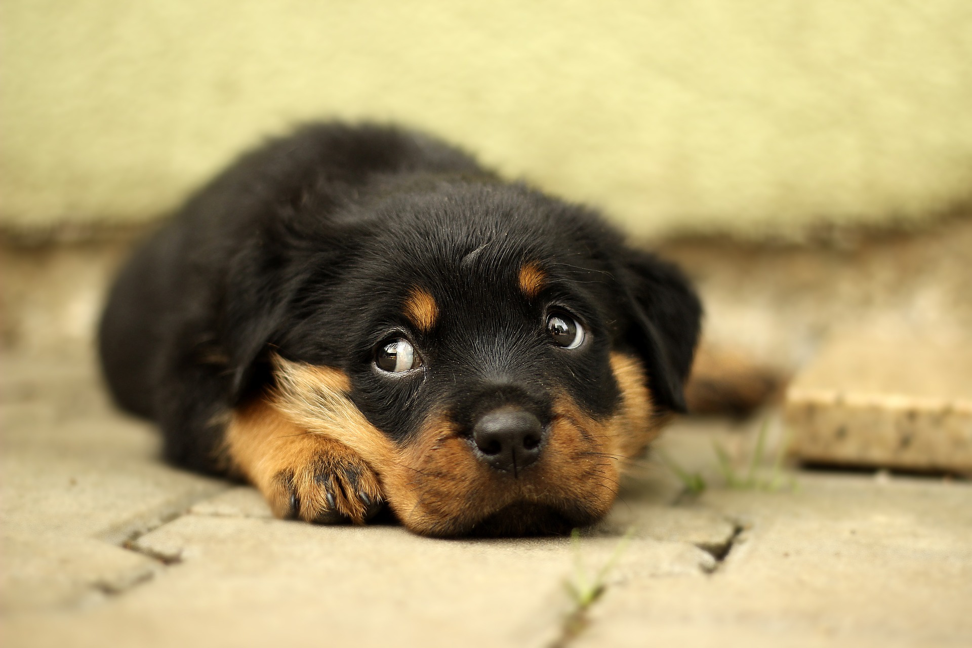 training your puppy Bradenton