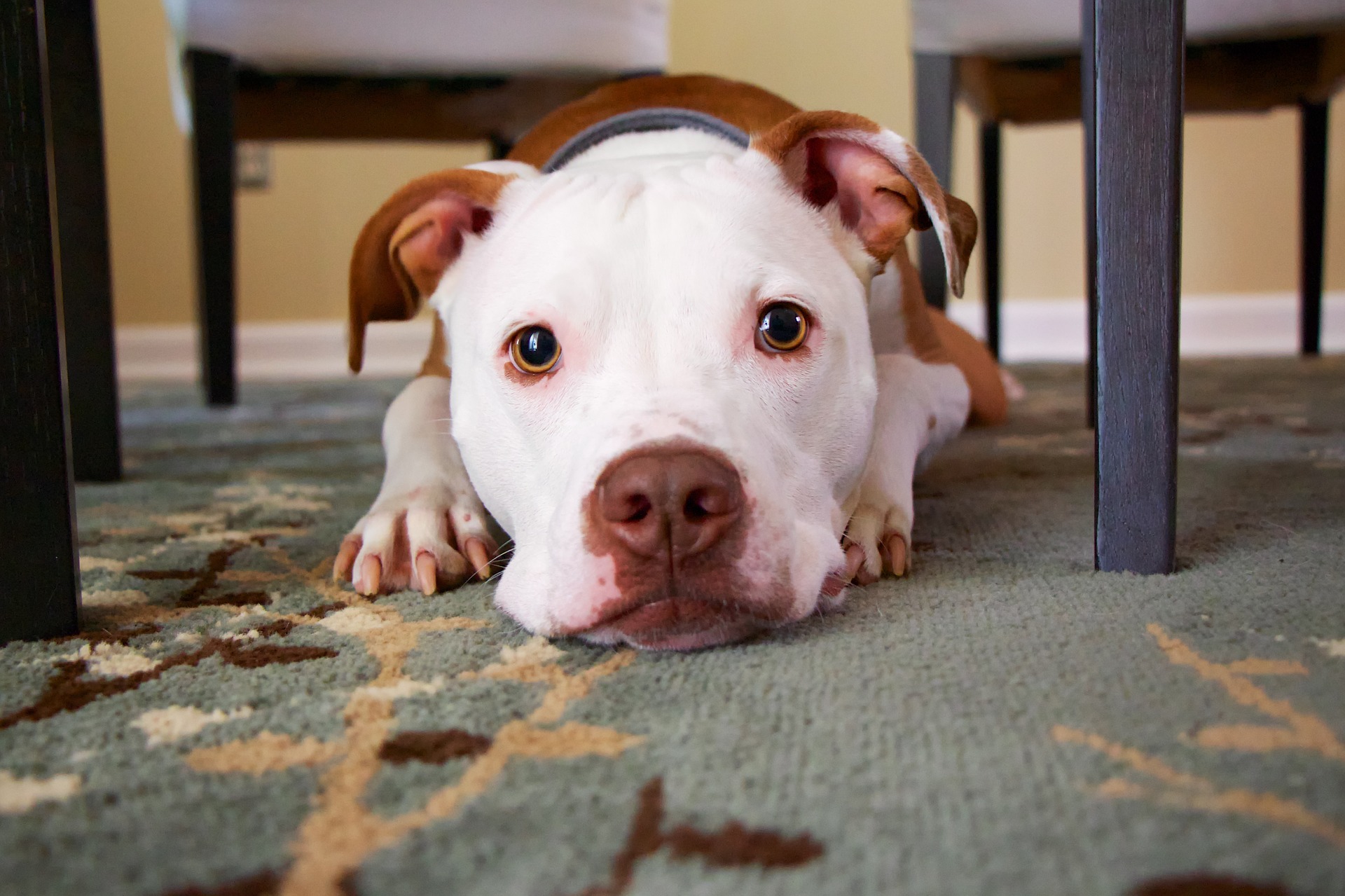 puppy house training