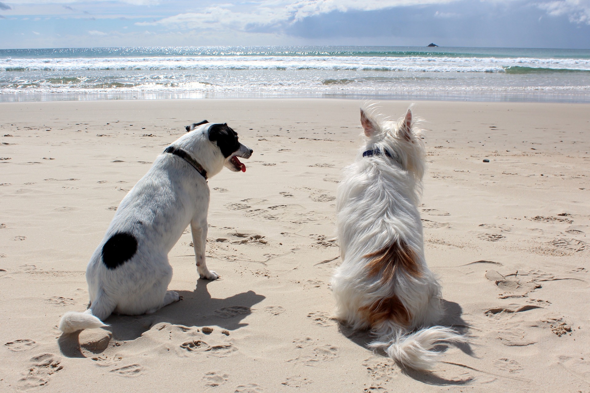 Beach Safety Tips