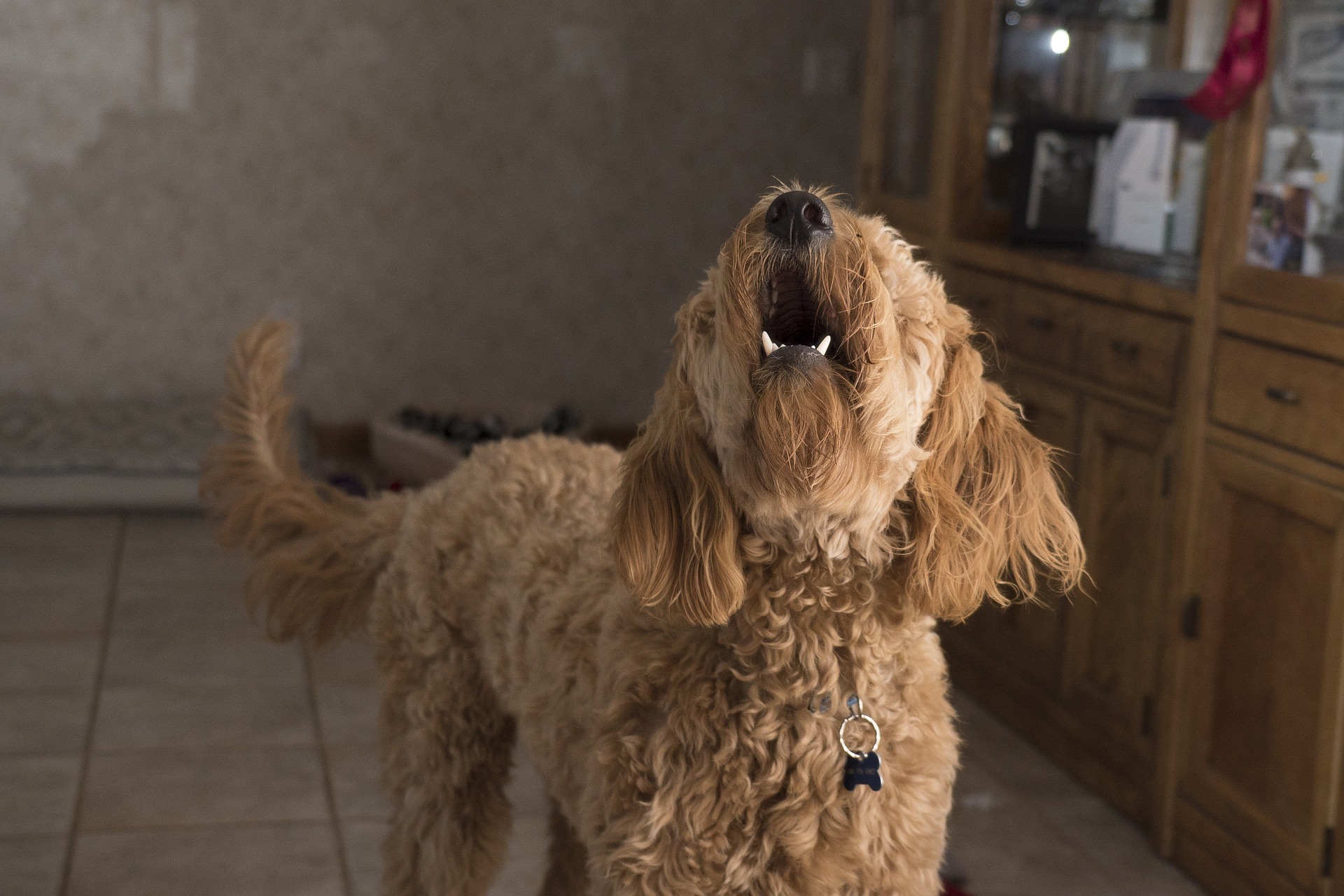 aggressive dog training