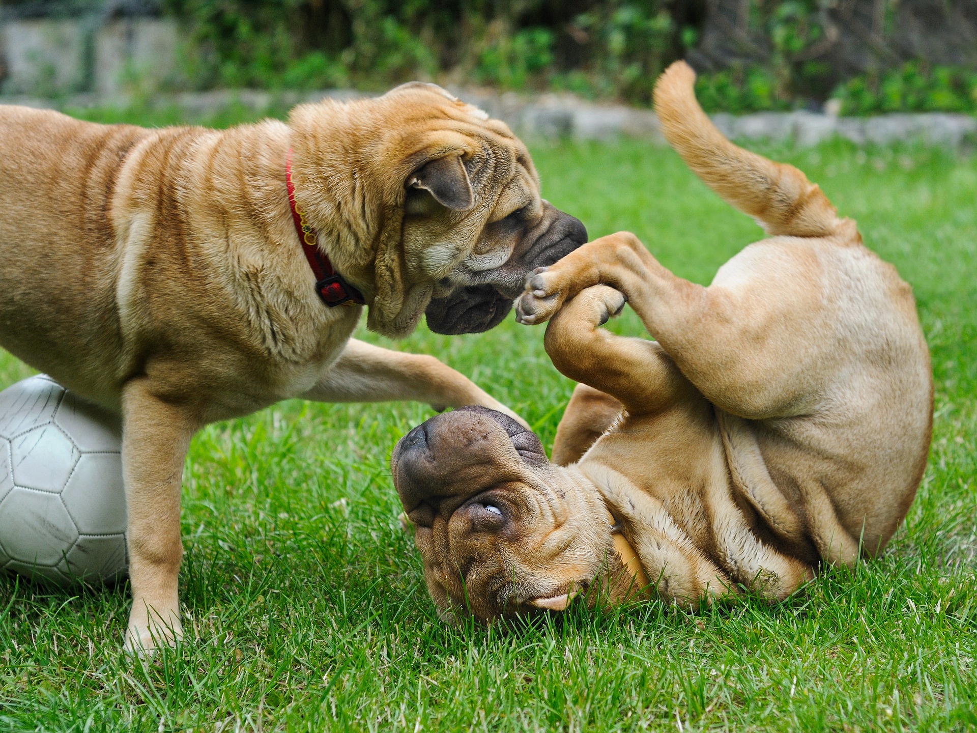 can dogs learn to like each other