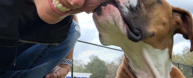dog day care near me
