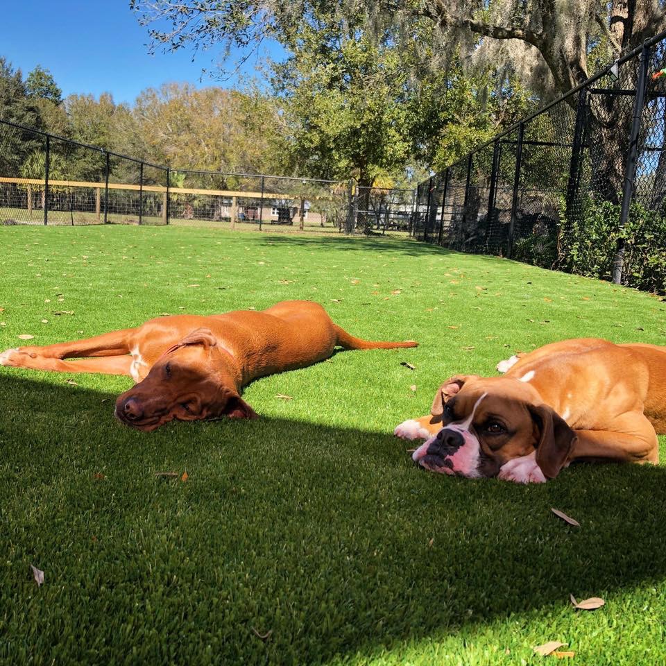 dog trainer cost dog trainer cost