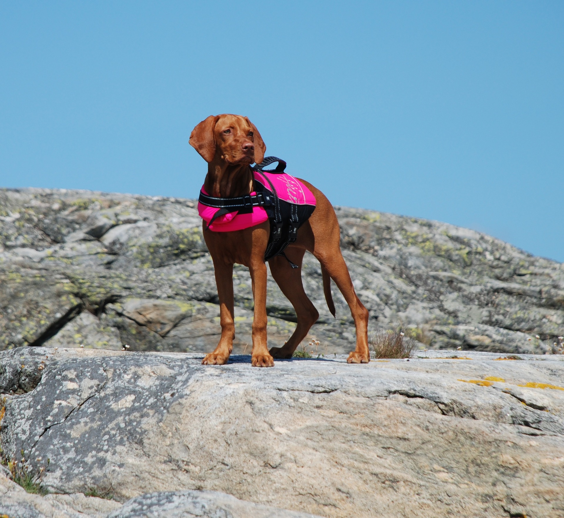 dog life jacket