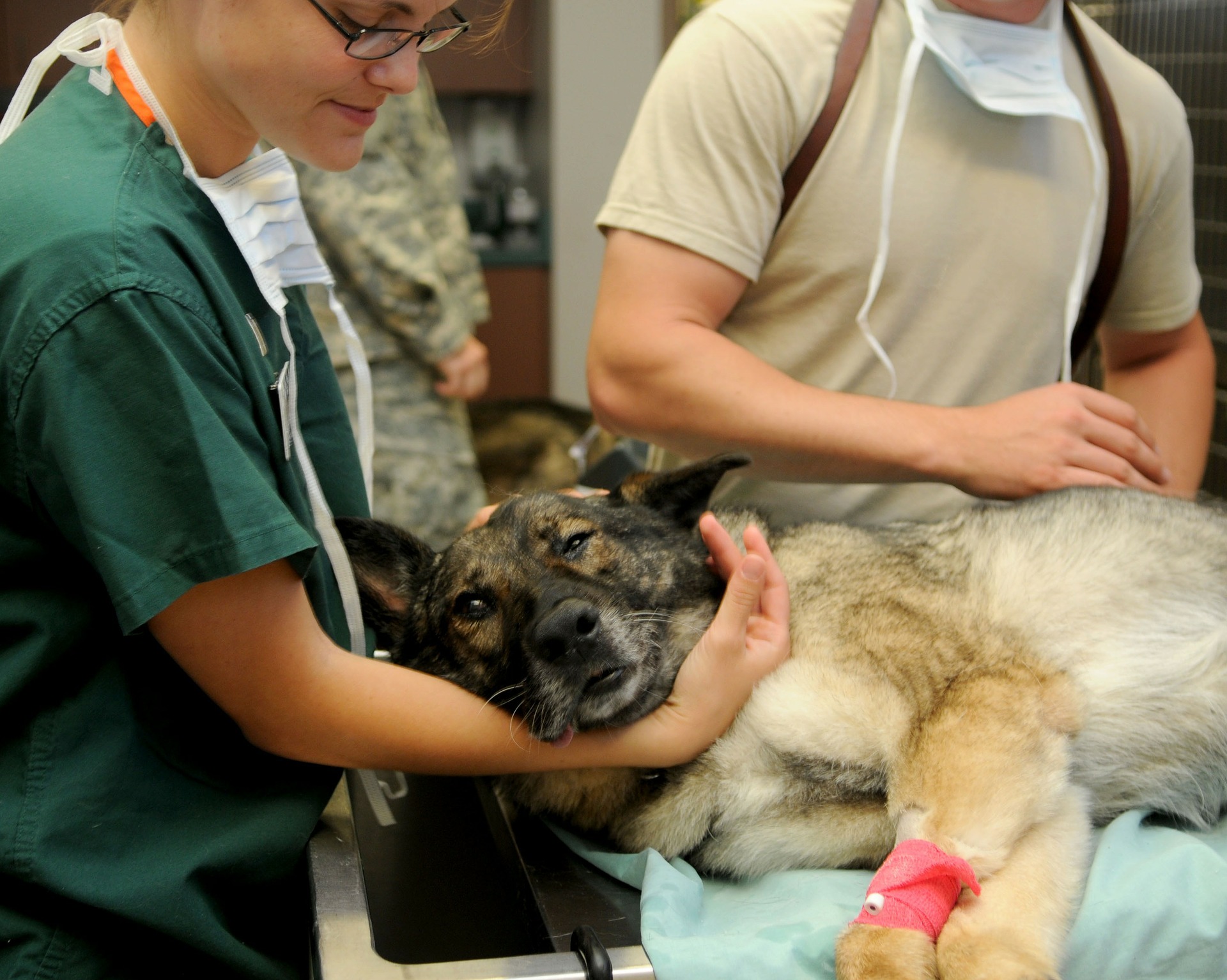 pet first aid