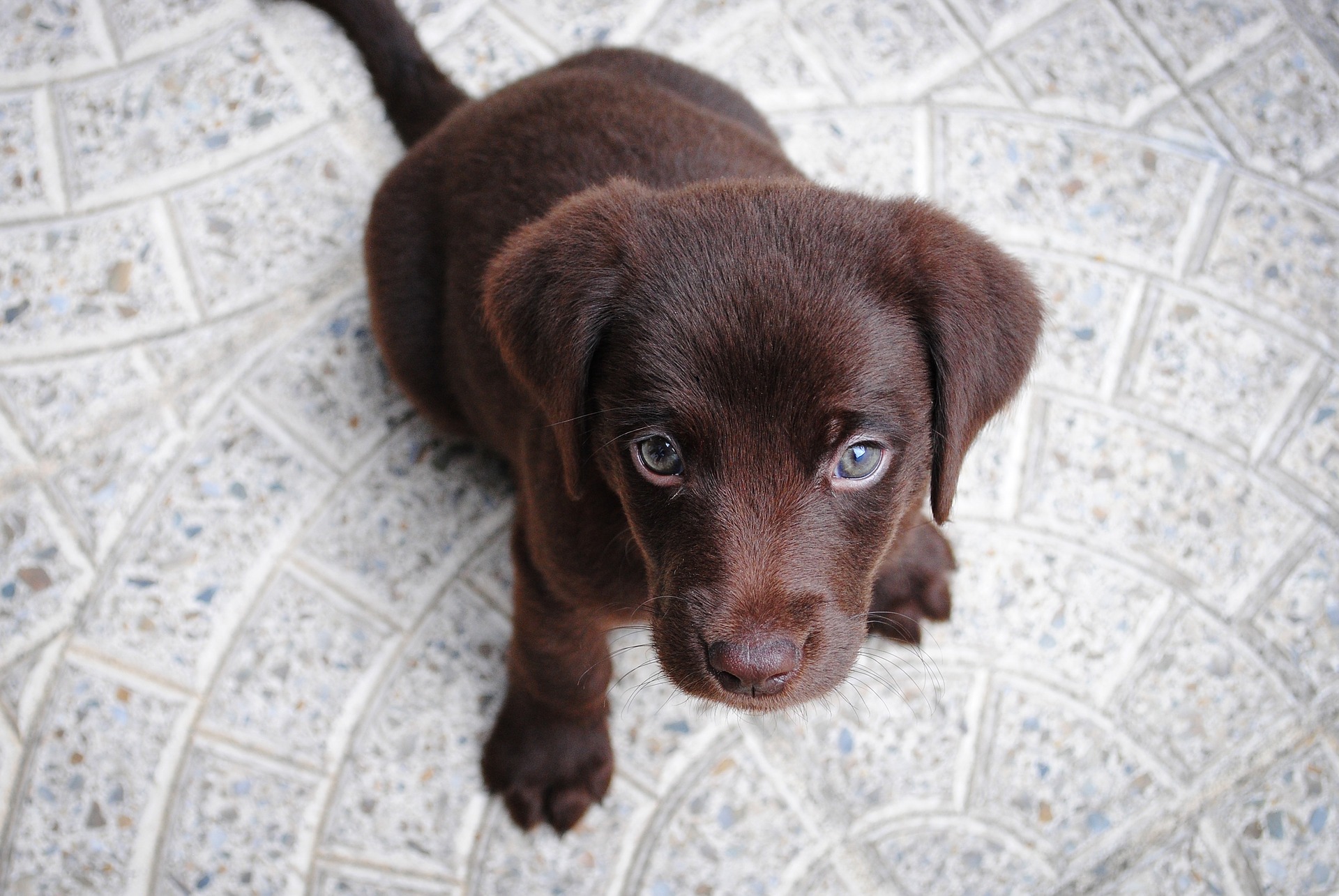 puppy training Sarasota 