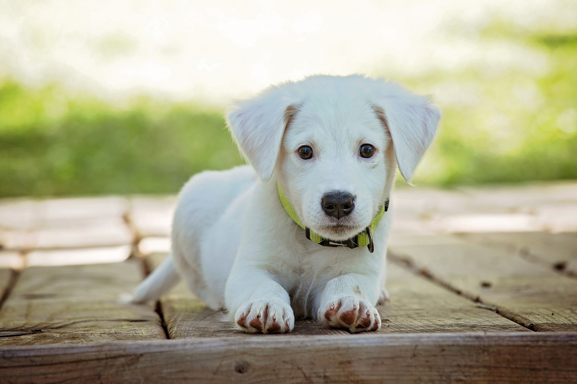 Sarasota puppy training