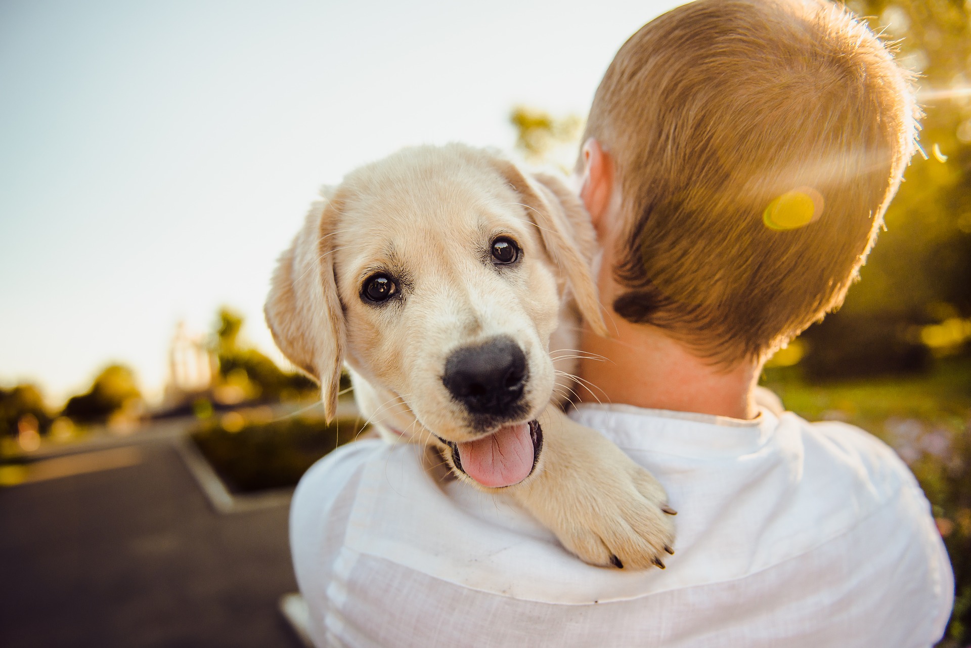 dog training sarasota county