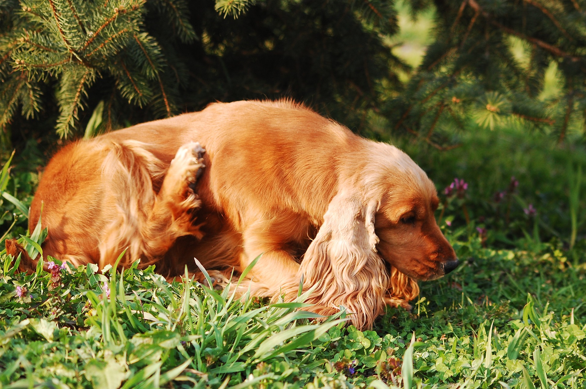 Lakewood ranch dog trainers 