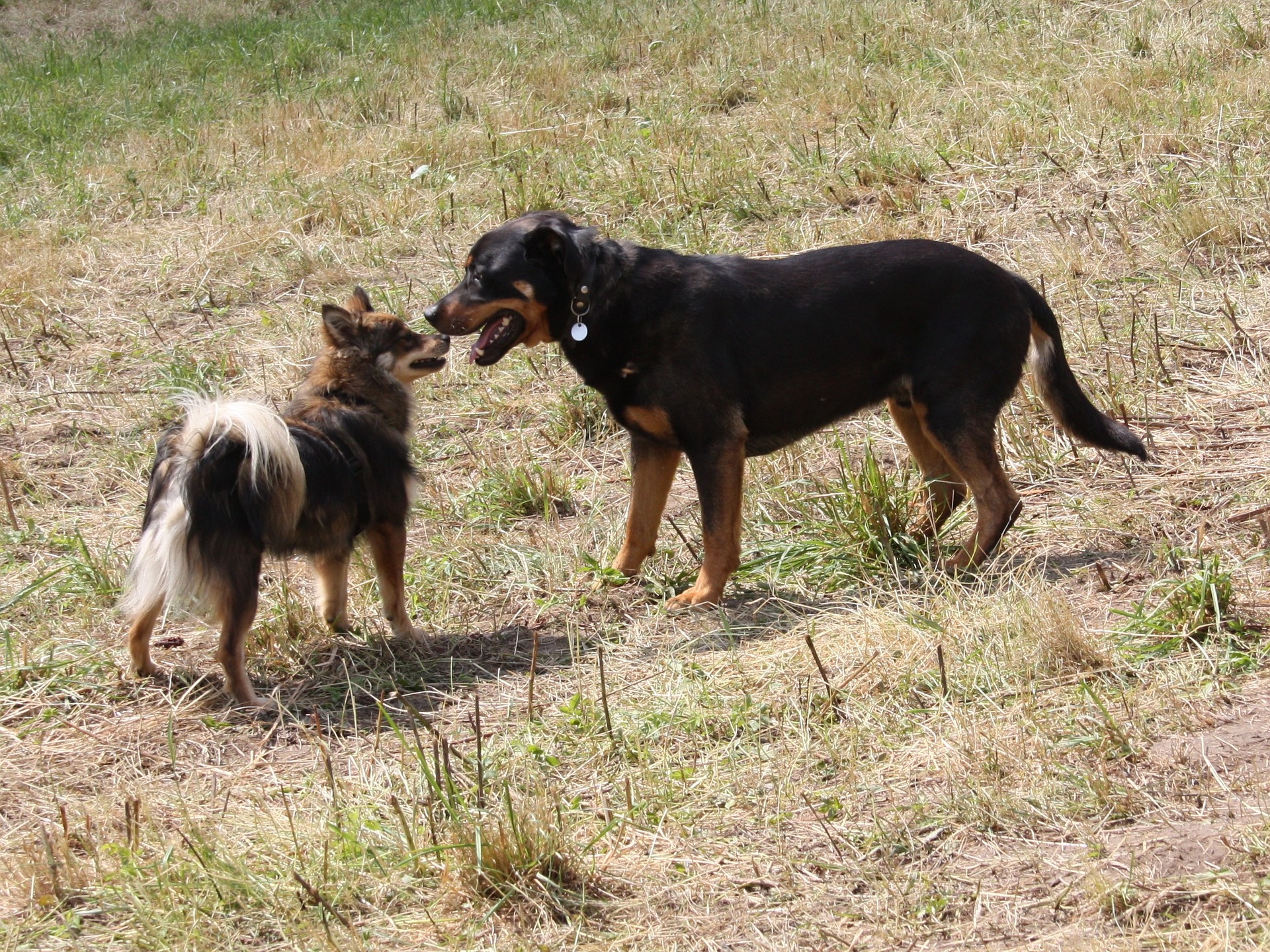 Bradenton dog training 