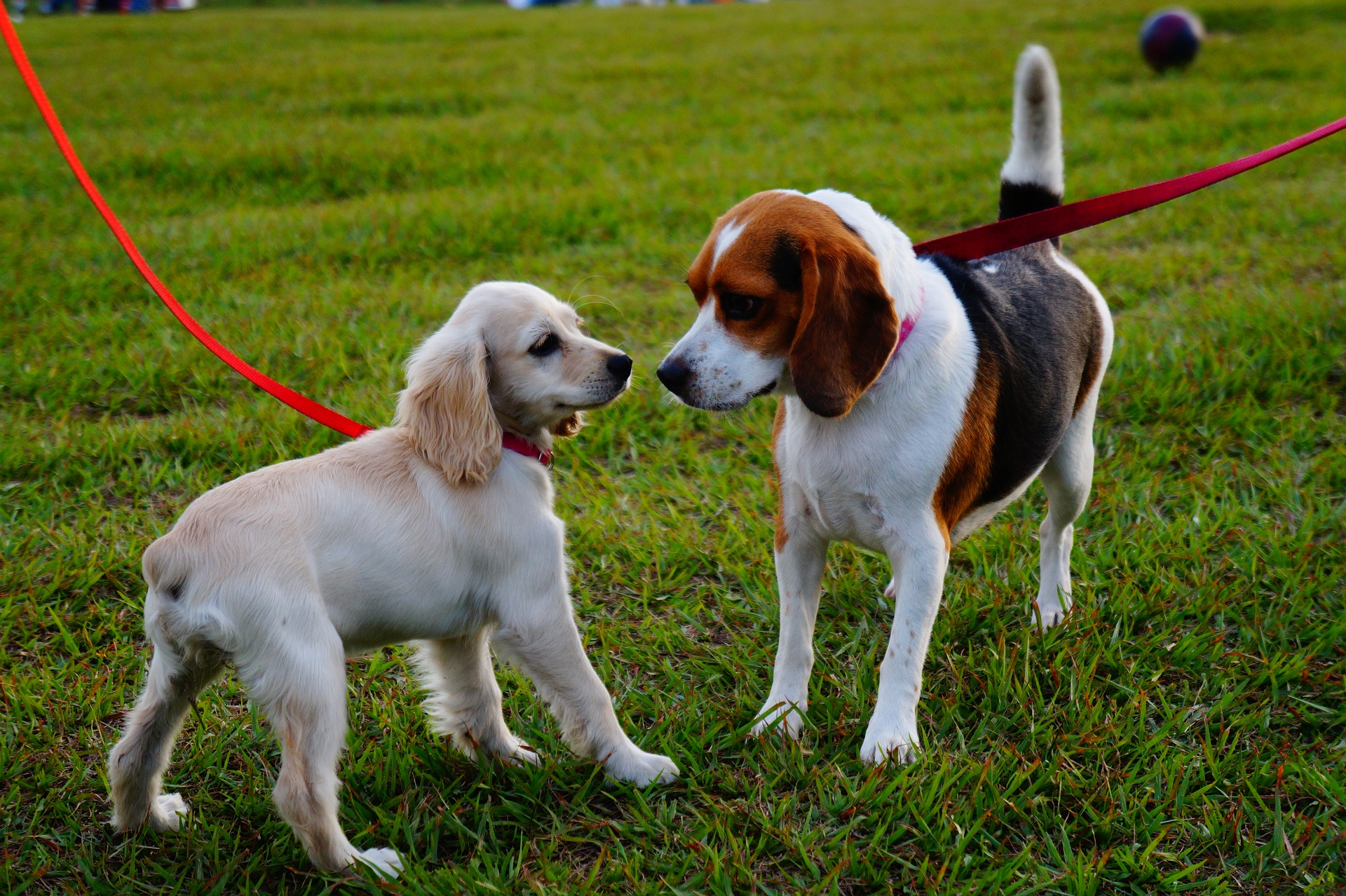 Sarasota dog trainer